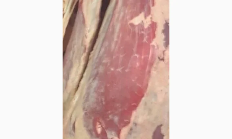 Продам на экспорт полутуши говядины. От производителя с 20 тонн Кроме Европи - фото № 9