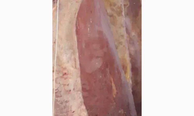 Продам на экспорт полутуши говядины. От производителя с 20 тонн Кроме Европи - фото № 10