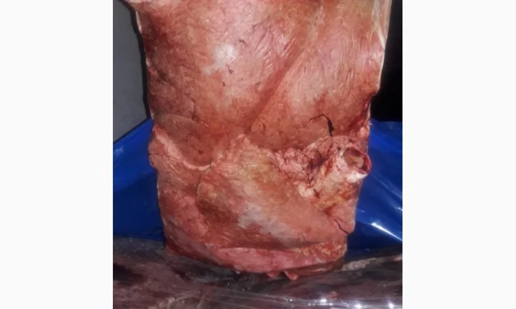 Продам жилку пищевую - фото № 3