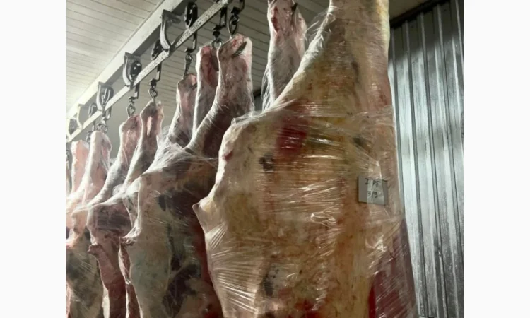 Півтуші та четвертини яловичі – заморожені та охолоджені - фото № 1