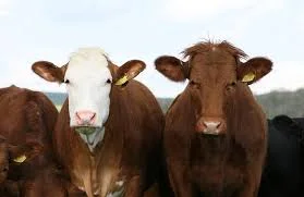 Закуплю Телок в Сумской обл - фото № 1