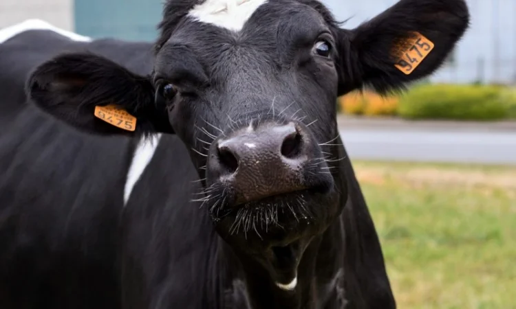 Комбинат Закупает быков - фото № 1