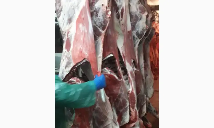 ПрАТ АГРО-ПРОДУКТ продает охлажденное мясо на кости и кусочное мясо быка и коровы - фото № 2