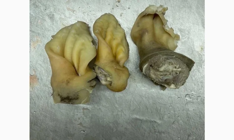 ПрАТ АГРО-ПРОДУКТ продає вуха, морди, рубець шпарений - фото № 2