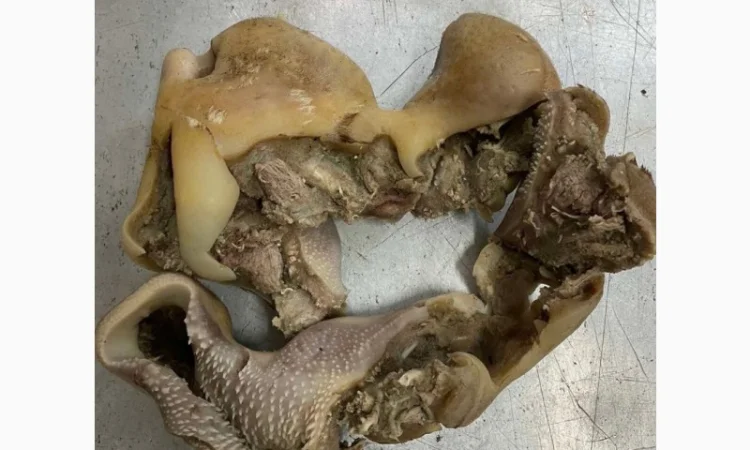 ПрАТ АГРО-ПРОДУКТ продає вуха, морди, рубець шпарений - фото № 3