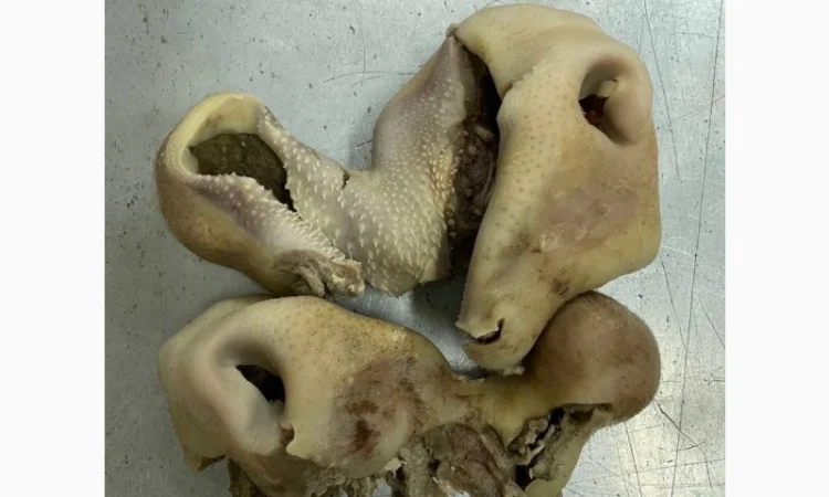 ПрАТ АГРО-ПРОДУКТ продає вуха, морди, рубець шпарений - фото № 4