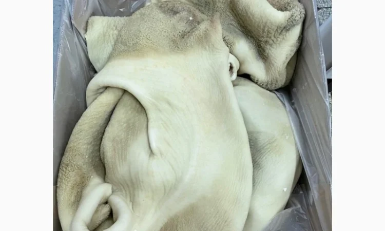 ПрАТ АГРО-ПРОДУКТ продает субпродукты яловичьи - фото № 6