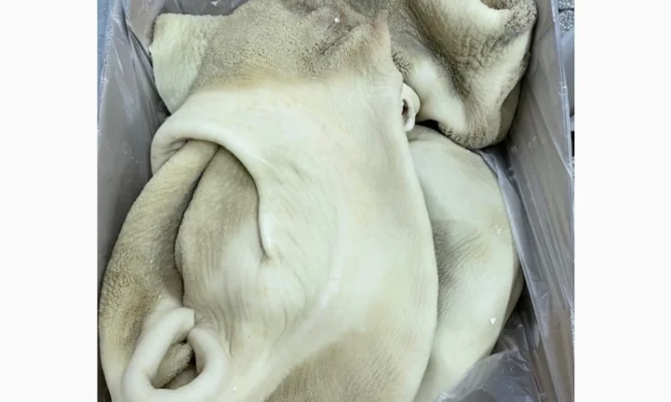 ПрАТ АГРО-ПРОДУКТ продає вуха, морди, рубець шпарений - фото № 6