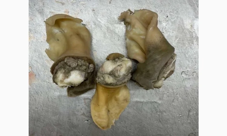 ПрАТ АГРО-ПРОДУКТ продає вуха, морди, рубець шпарений - фото № 7