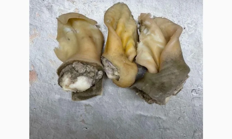 ПрАТ АГРО-ПРОДУКТ продає вуха, морди, рубець шпарений - фото № 8