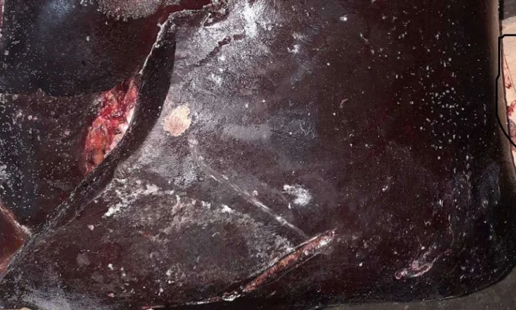 Продам свіжу печінку яловичу та свинну - фото № 1