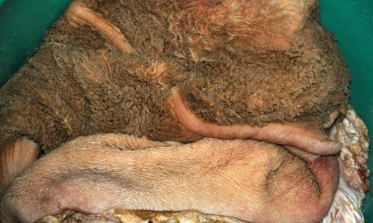 Продам рубец говяжий не чищенный - фото № 1