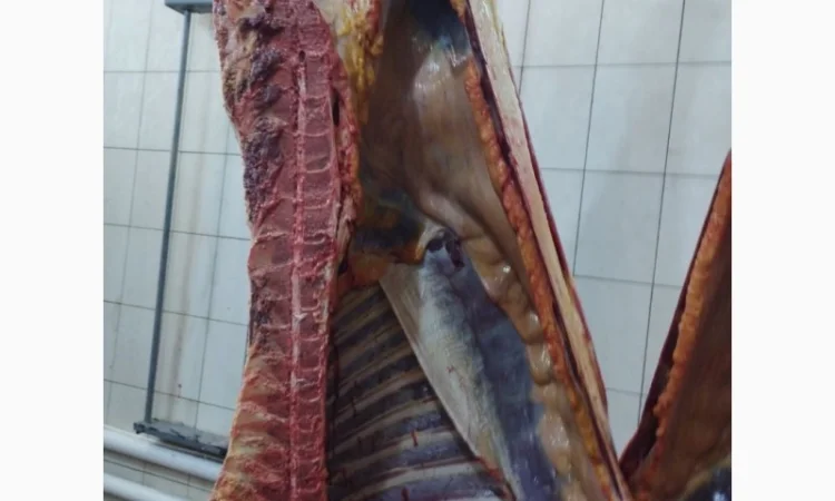 Продам Яловичина(корова, бик, кінь, телята) - фото № 1