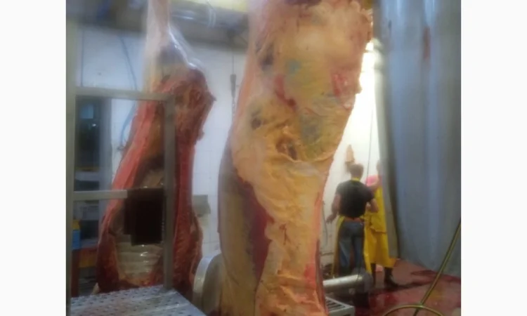 Продам Яловичина(корова, бик, кінь, телята) - фото № 2