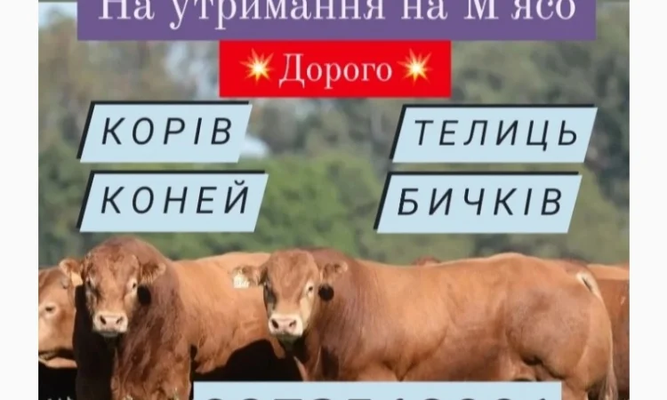 Закуповуємо ВРХ за вигідними цінами - фото № 1