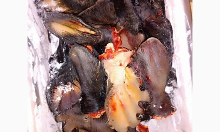 Продам говяжі субпродукти (рубец, вимя, вуха, губи, трахея і.) - фото № 2