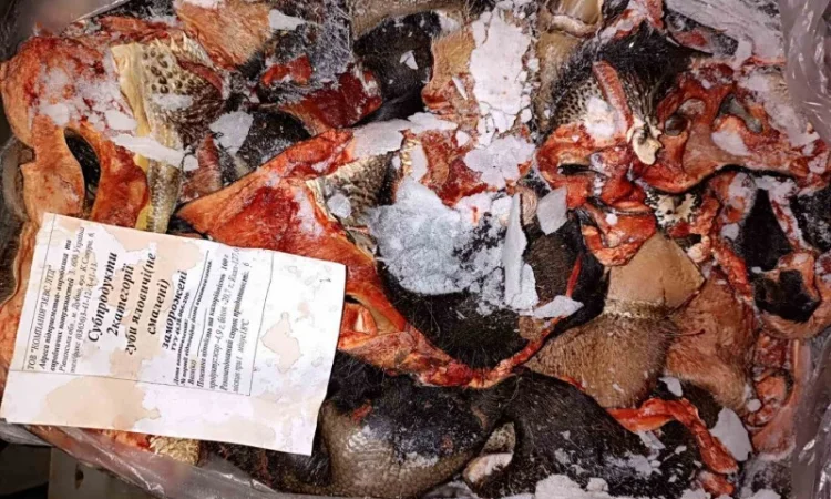 Продам говяжі субпродукти (рубец, вимя, вуха, губи, трахея і.) - фото № 3