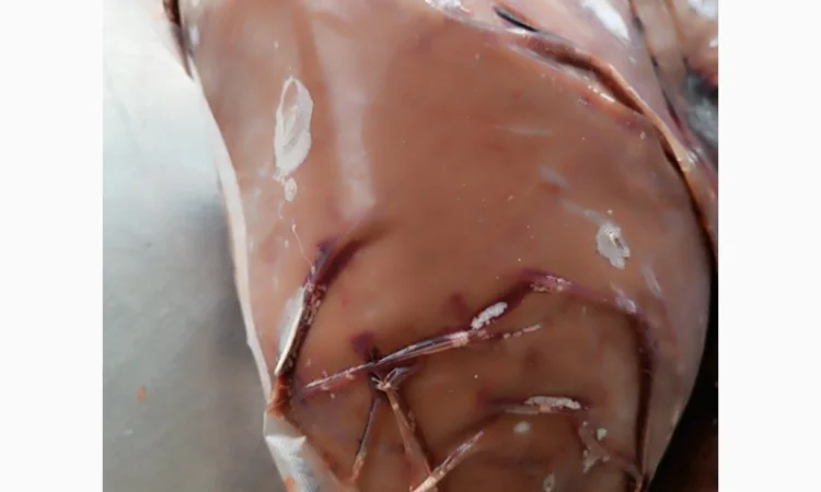 Продам печінку яловичу Україна - фото № 3