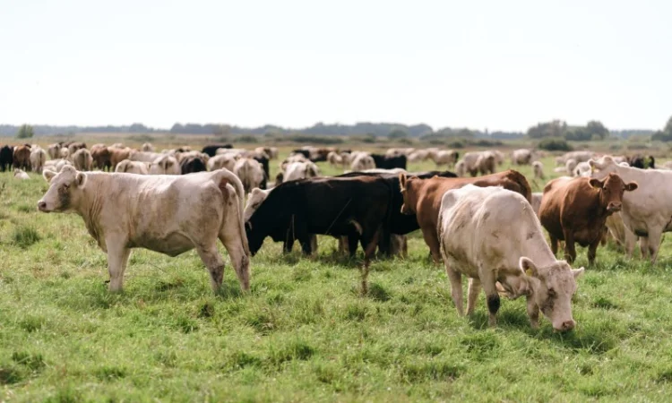 Бики м'ясних порід Ангус - фото № 1