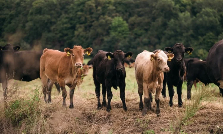 Бики м'ясних порід Ангус - фото № 3