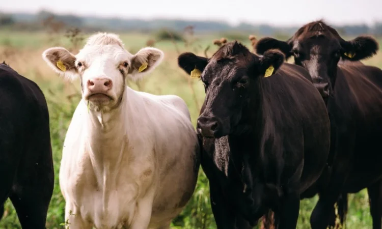 М'ясні корови АНГУС, ШАРОЛЕ, ЛІМУЗИН на забій - фото № 1