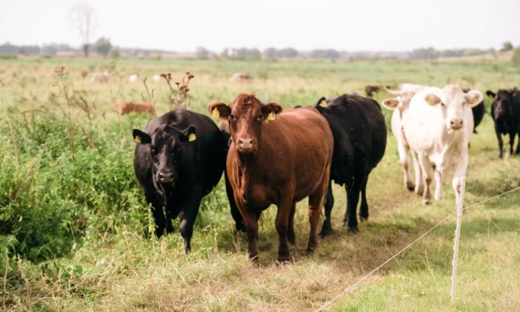 М'ясні корови АНГУС, ШАРОЛЕ, ЛІМУЗИН на забій - фото № 2