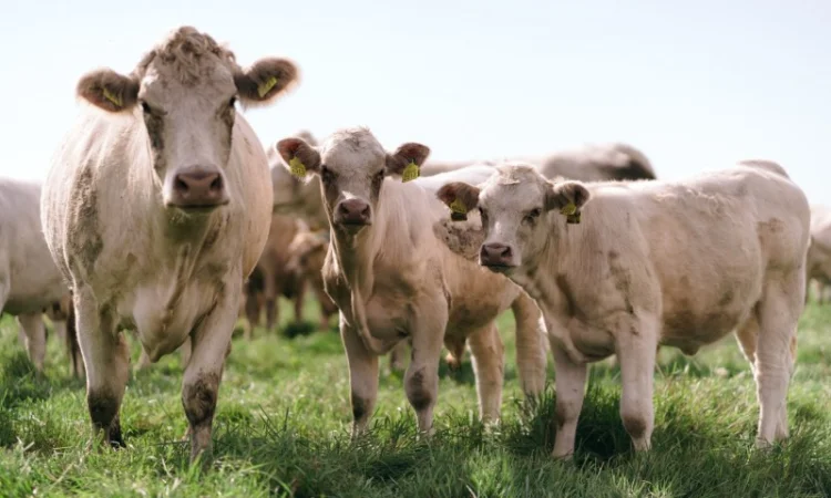 М'ясні корови АНГУС, ШАРОЛЕ, ЛІМУЗИН на забій - фото № 3