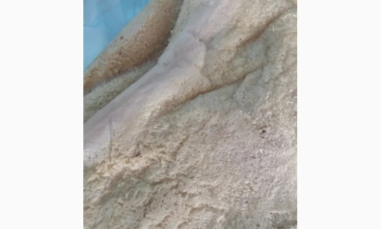 Рубец говяжий шпаренный - фото № 1