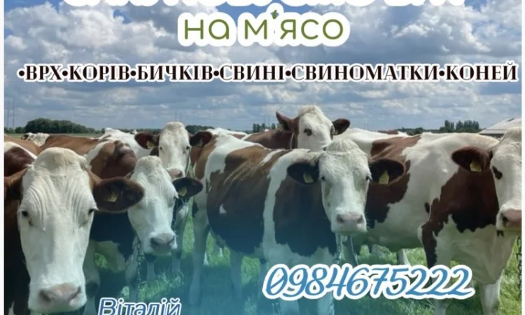 КУПЛЮ ВРХ (Корови - фото № 1