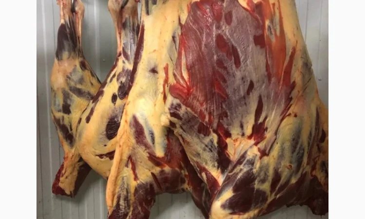 Конина, м'ясо конини, туші конини - фото № 1