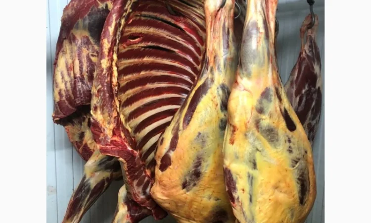 Конина, м'ясо конини, туші конини - фото № 2