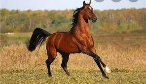 Куплю коней та лошат живим вагою – дорого - фото № 1