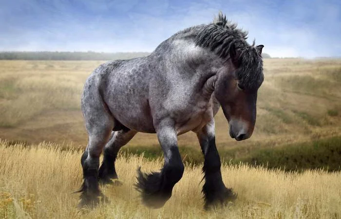 Продам лошадей на мясо живым весом - фото № 1