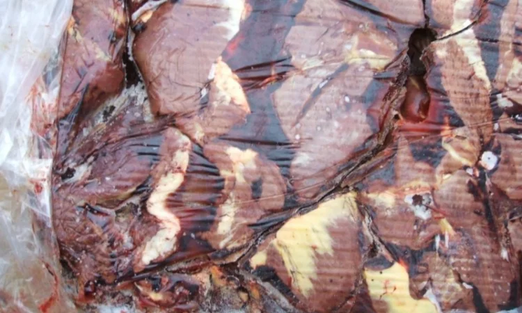 Сердце конское - фото № 1