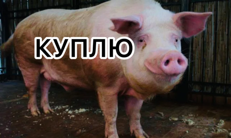 Куплю свиней на відгодівлю - фото № 1