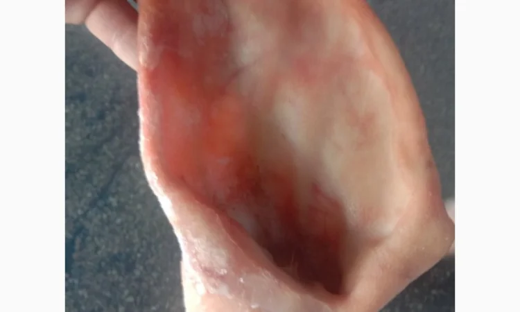 Продам свинные уши – по запросу - фото № 1