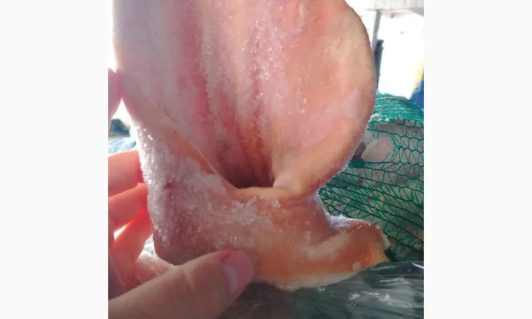 Продаются свиные уши по запросу - фото № 1