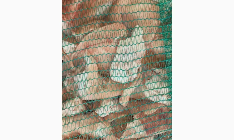 Продаются свиные уши по запросу - фото № 2