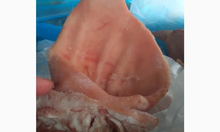 Продаются свиные уши по запросу - фото № 3