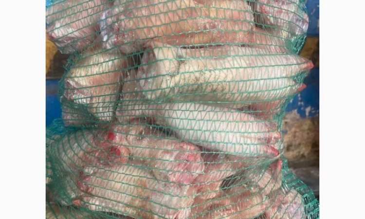 Продам свинні ніжки – за запитом - фото № 2