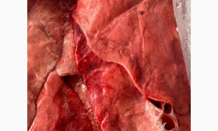 Продам свинні легені – за запитом - фото № 1