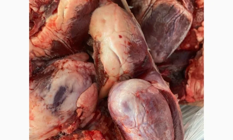 Продам свинне серце – за запитом - фото № 1