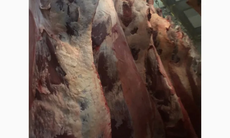 Продаж замороженої свинини та яловичини від виробника - фото № 2