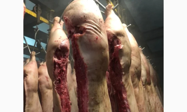 Продаж замороженої свинини та яловичини від виробника - фото № 3