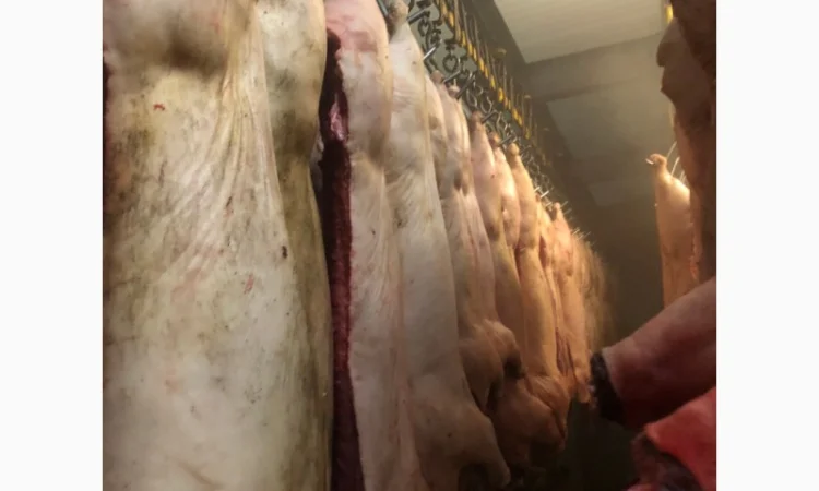 Продаж замороженої свинини та яловичини від виробника - фото № 4