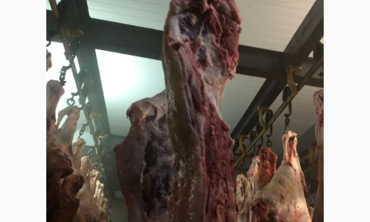 Продаж замороженої свинини та яловичини від виробника - фото № 5