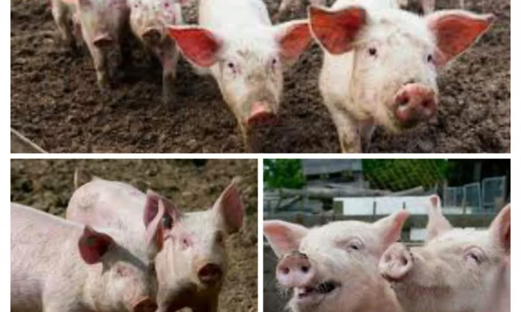 Свинина живым весом оптом и в розницу - фото № 1