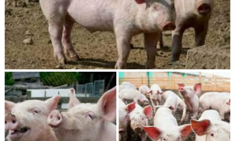 Свинина живою вагою від виробника - фото № 1