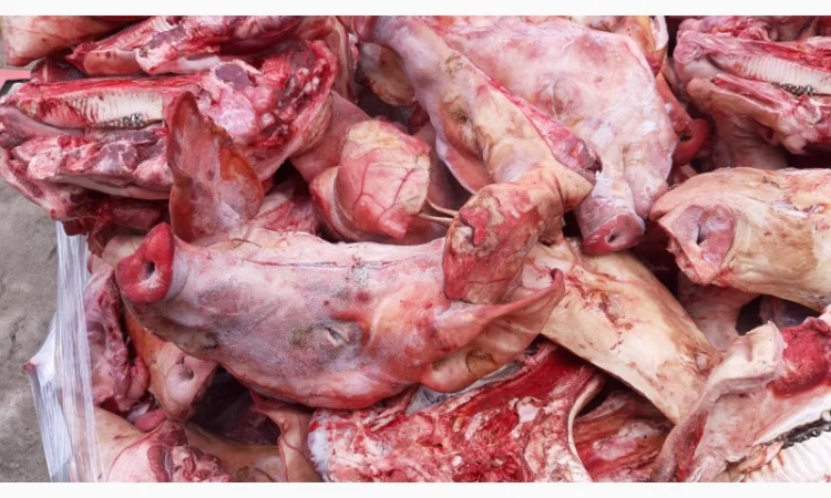 Продам свинячі голови, половинки - фото № 1