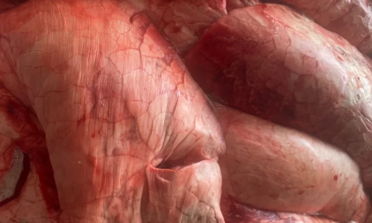 Пропонуються заморожені свинячі легені - фото № 1